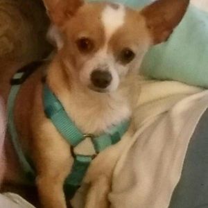 Meet your Posher, Phyllis